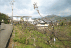 和歌山県 紀ノ川市 6LDKで果樹園付 土地2260坪