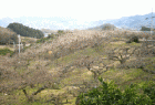 和歌山県紀ノ川市 WA-K14